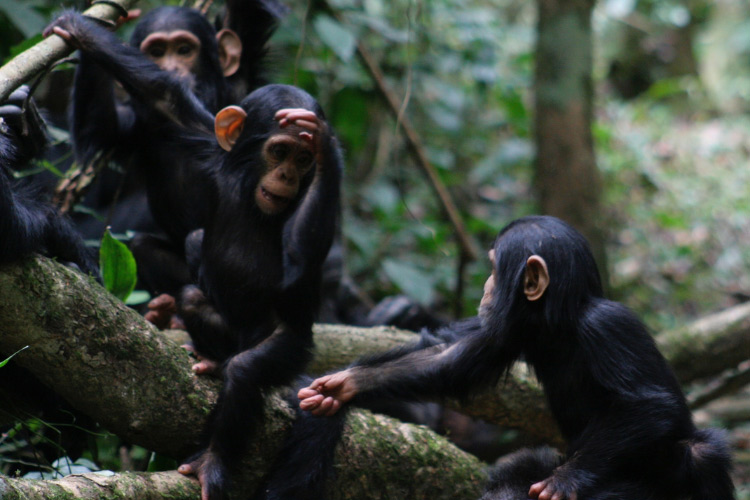 Three juvenile chimpanzees gesturing to each other.