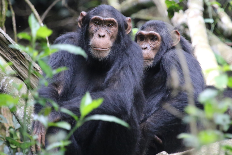 Two chimpanzees sat together in bushes.